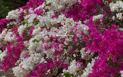 Bougainvilliers