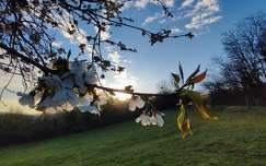 Cseresznye virágzás