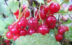 Les Groseilles