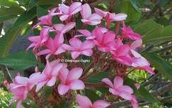 Fleurs de Frangipanier - Plumeria Rubra Pink