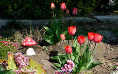 tulipán, kerti virág, kert, tavasz