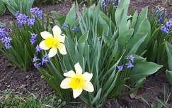 csillagvirág tavaszi virág nárcisz