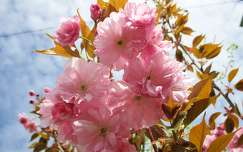 japán cseresznye tavasz címlapfotó