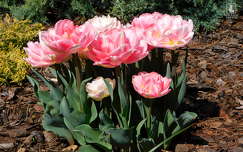 tulipánok, tavasz