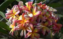 Fleurs de Frangipanier Rubra tricolore