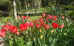 Tulipán,kert,park