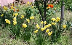 nárcisz kertek és parkok címlapfotó tavaszi virág tavasz tulipán