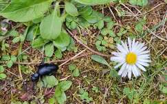 Nünüke mezei százszorszéppel