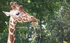Girafe - Zoo de Beauval - France
