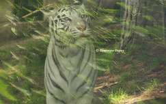 Tigre blanc - Zoo de Beauval - France