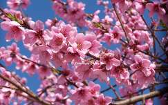 Cerisier japonnais