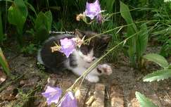 Le Chaton