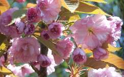 Prunus Serrulata Kanzan