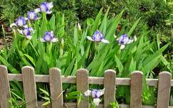 írisz tavaszi virág kerítés