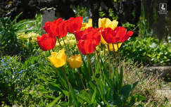 tulipán, tavasz, kerti virág