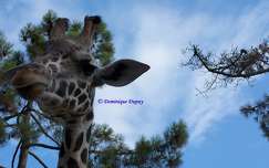 Girafe - Zoo de la Palmyre - France