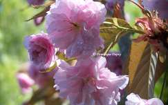 Prunus Serrulata Kanzan