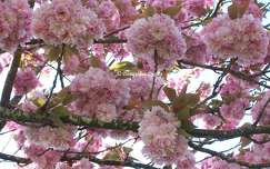 Prunus Serrulata Kanzan