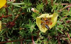 Kövirózsa és a dolgozó méhek