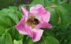L’églantier (Rosa canina) ou rosier sauvage