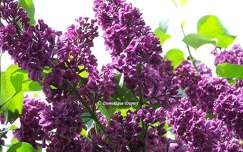 Lilas du jardin