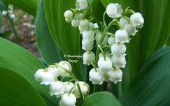 Muguet