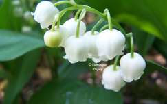 Muguet