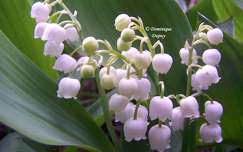 Muguet