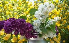 Lilas et Corête du Japon Pleniflora