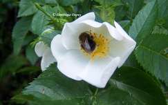 L'églantier (Rosa canina) ou rosier sauvage