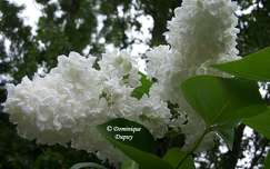 Le Lilas blanc