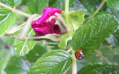 Rosier sauvage, Fleur d'Eglantier, Eglantine