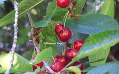 Cerises