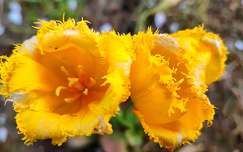 Tulipánok