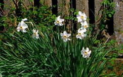 fehér nárcisz, kerti virág, tavasz