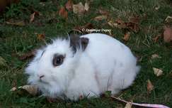 Lapin