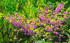 Tavasz színei: Júdás fa, Kerti gyöngyvessző