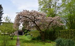 tavasz kertek és parkok virágzó fa
