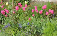 tulipán fürtösgyöngyike tavaszi virág