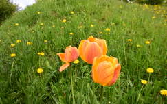 vadvirág tulipán tavaszi virág címlapfotó tavasz pitypang
