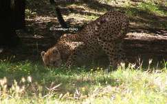 Guépard - Zoo de la Palmyre - France