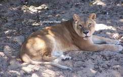 Lionne au Zoo de la Palmyre - France