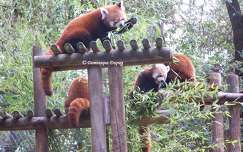 Pandas roux  au Zoo de la Palmyre - France