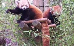 Pandas roux au Zoo de la Palmyre - France