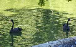 Cygnes noirs