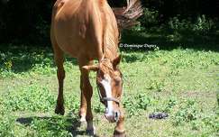 Cheval