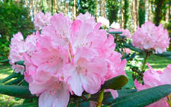 Kámoni arborétum, Szombathely - virágzó rododendron.
