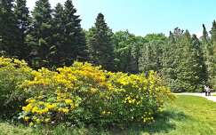 tavasz címlapfotó rododendron kertek és parkok