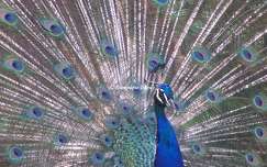 Zoo de La Palmyre - Paon - France