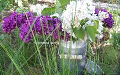 Lilas violet et blanc
